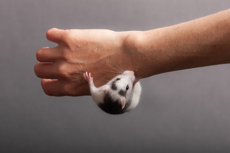 domestic baby rat on human hand in studioの写真素材
