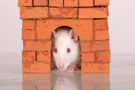 white domestic rat in a brick houseの写真素材