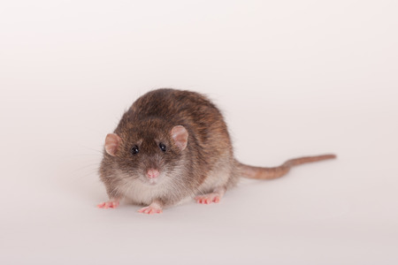studio portrait of a brown domestic ratの写真素材