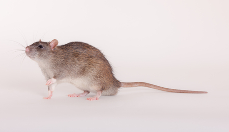portrait of a brown domestic rat close upの写真素材