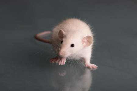 domestic baby rat on glass close upの写真素材