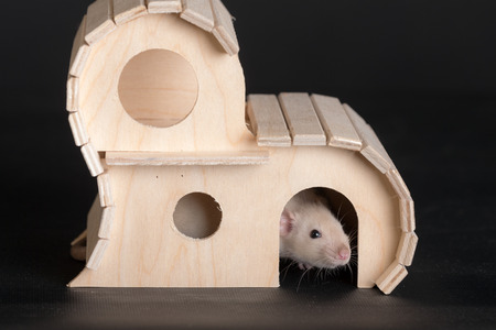 domestic baby rat in wooden house close upの写真素材