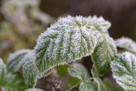 green leaves with hoarfrost after freezing closeupの写真素材