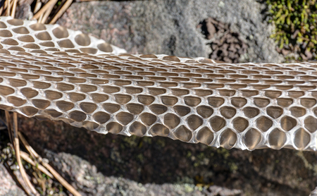 old discarded snake skin viper close upの写真素材