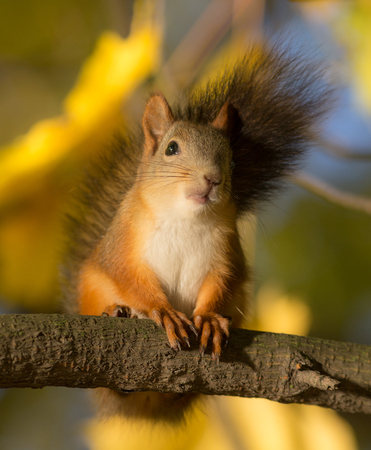 squirrel on a maple branch in autumnの写真素材