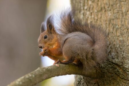 squirrel on a tree branch close upの写真素材