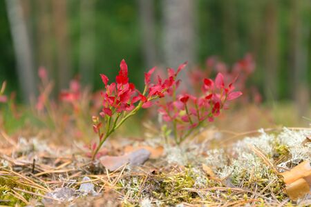 blueberry bushes with red leaves in the forest closeupの写真素材