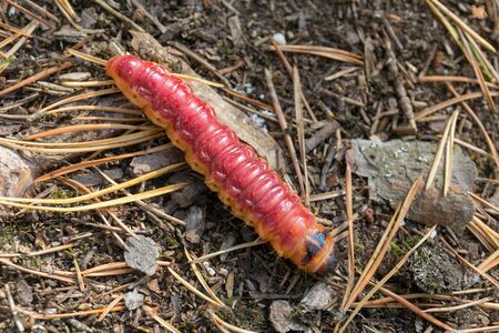 big red caterpillar in the forest close upの写真素材
