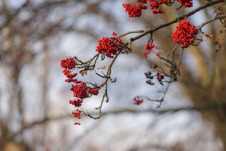rowan branches with berries in autumn day
