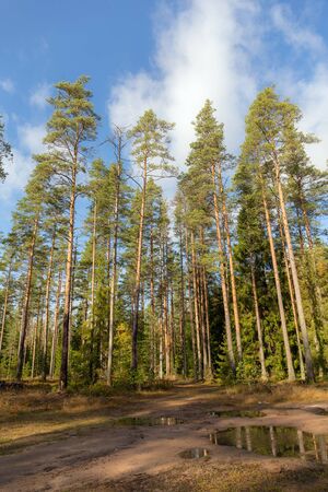 autumn landscape with dirt road in a pine forestの写真素材