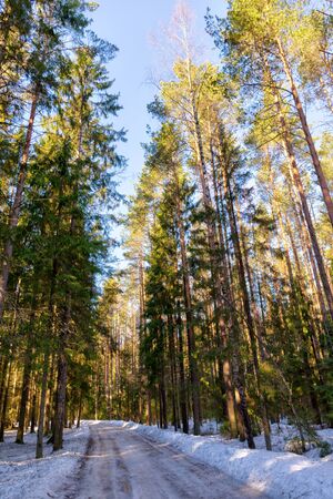 landscape with dirt road in the winter forestの写真素材