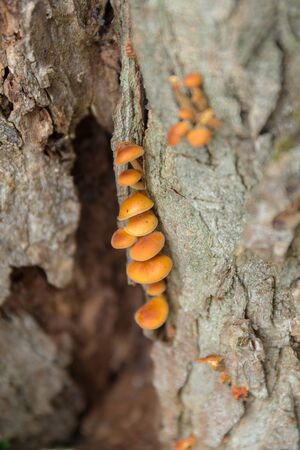 small mushrooms on a tree trunk close up