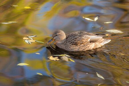 duck in the water with fallen autumn leavesの写真素材