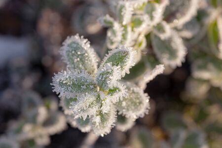 plant with green leaves in hoarfrost after autumn frostの写真素材
