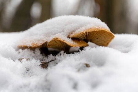 mushrooms on a tree trunk under the snowの写真素材