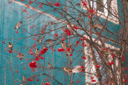flock of waxwings on a rowan tree at a buildingの写真素材