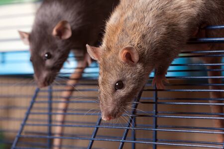 two domestic rat in a cage close upの写真素材