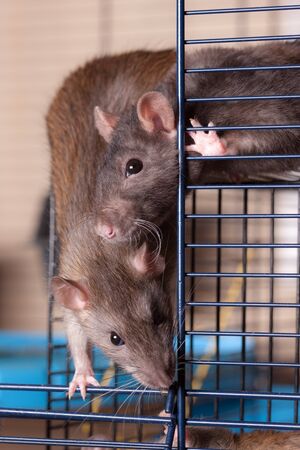 two domestic rats in a cage close upの写真素材