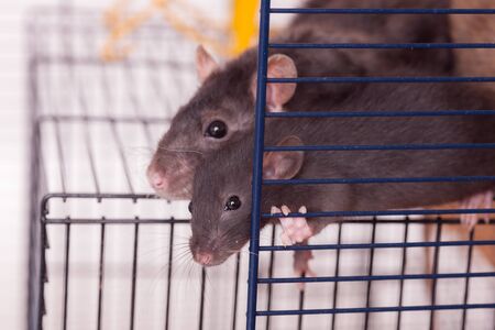 portrait of domestic rats in a cageの写真素材