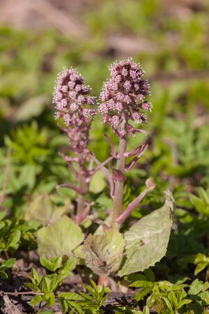 blooming butterbur in spring day close upの写真素材