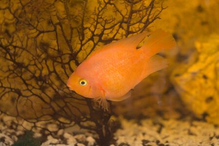 red fish parrot in aquarium close up