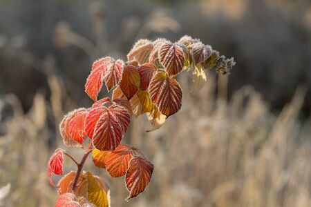 branch with red autumn leaves in hoarfrost after freezing