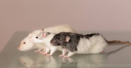 Portrait of domestic rats on a glass tableの写真素材