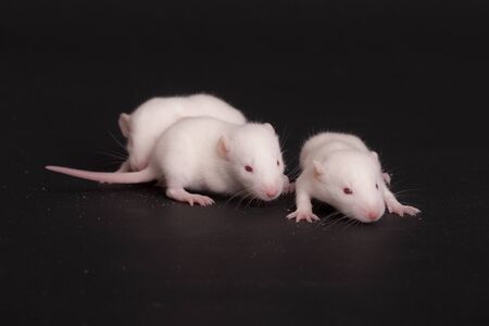 three white babies rat on black background