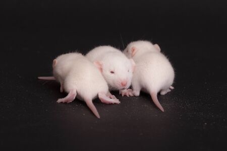 three white babies rat on black backgroundの写真素材