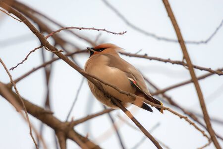 portrait of waxwing on a tree branch