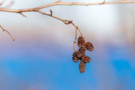 alder spring branch with buds and conesの写真素材