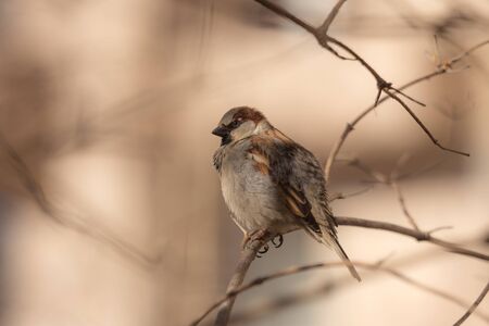 sparrow sitting on a branch in spring dayの写真素材
