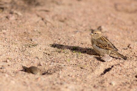 portrait of a sparrow on the sand in sunny spring dayの写真素材