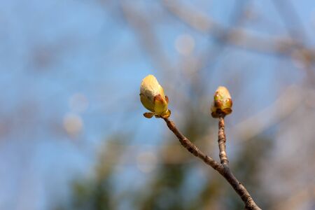 chestnut branch with buds in the foregroundの写真素材