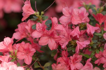 pink azalea in spring garden close upの写真素材