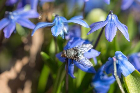 fly on a snowdrop flower in spring closeupの写真素材