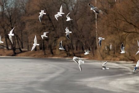 flock of seagulls flying over the melting ice of the riverの写真素材