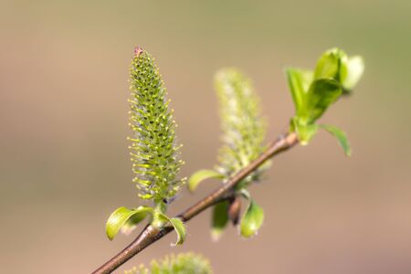 closeup willow branch with green buds in springの写真素材