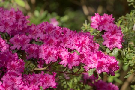 purple azalea in spring garden close upの写真素材