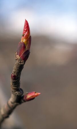 tree buds close up in spring dayの写真素材