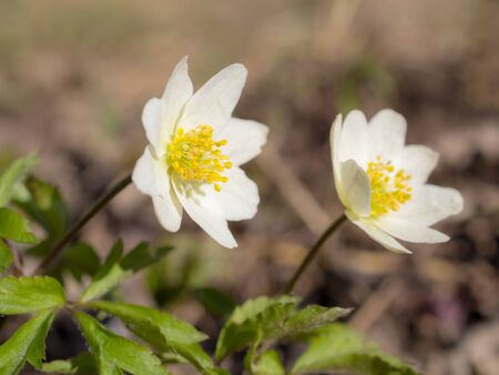 white anemone in spring day close upの写真素材