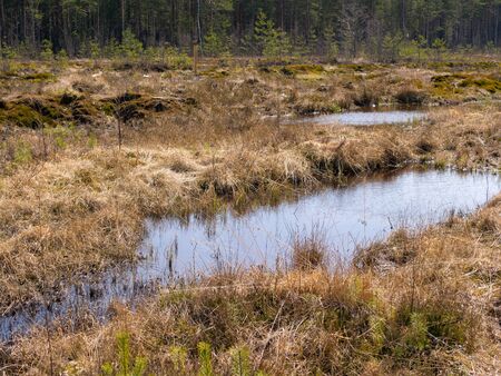 landscape with a swamp in the spring forest