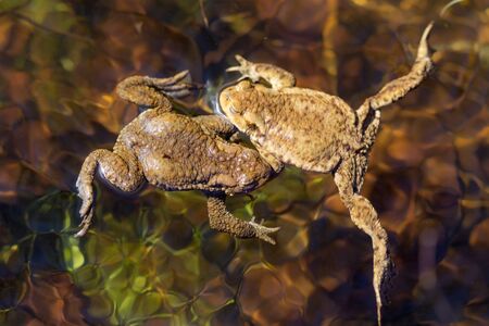 two toads in the water on a sunny dayの写真素材