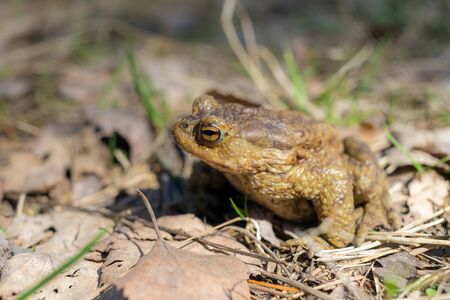 portrait of a toad on a sunny day closeupの写真素材