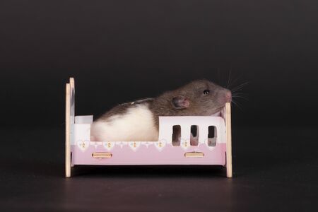 portrait of a baby rat in a toy bedの写真素材