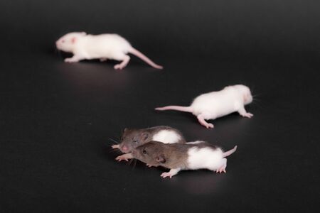 studio portrait of baby rats on a black backgroundの写真素材