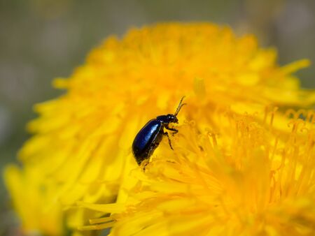 small beetle on a yellow dandelion in spring closeupの写真素材