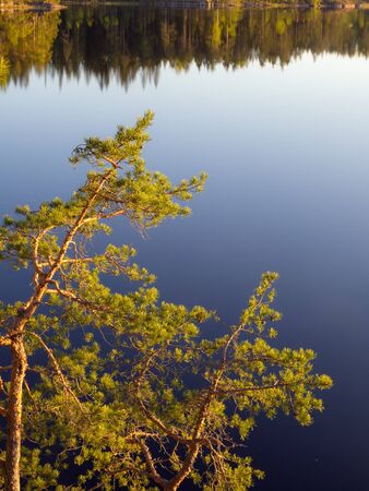 pine branches in evening light at the forest lakeの写真素材