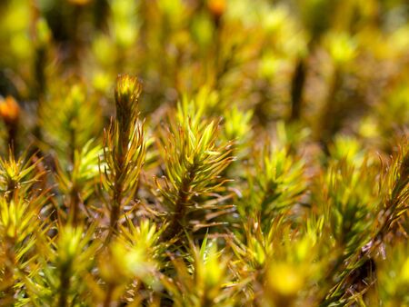 green moss in the forest close up