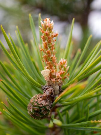 pine branch with green cones in early summer